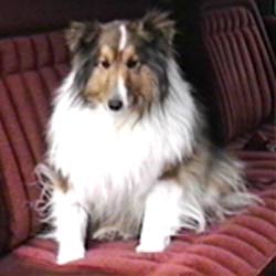 female sheltie